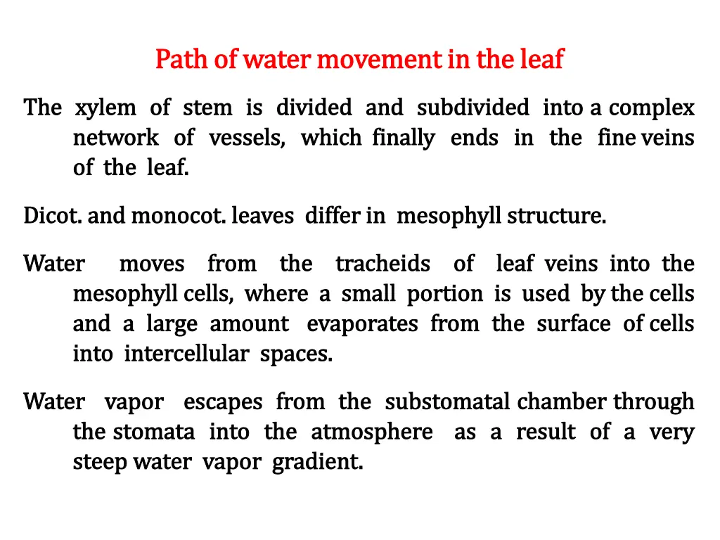 path of water movement in the leaf path of water