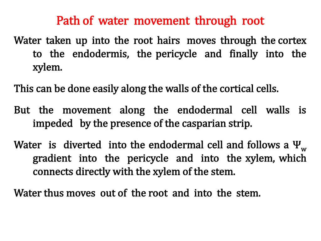 path of water movement through root path of water