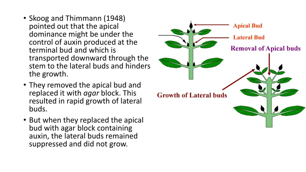 skoog and thimmann 1948 pointed out that