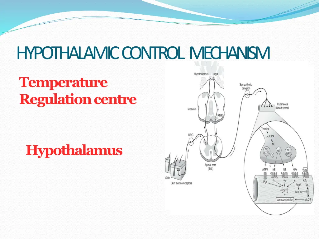 hypothalamic control mechanism