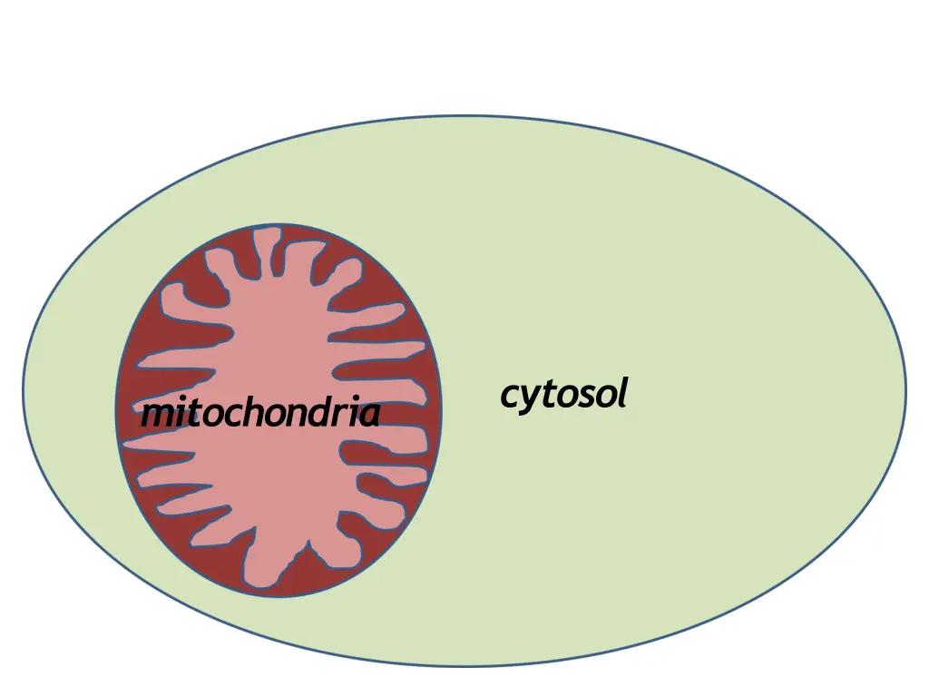 cytosol