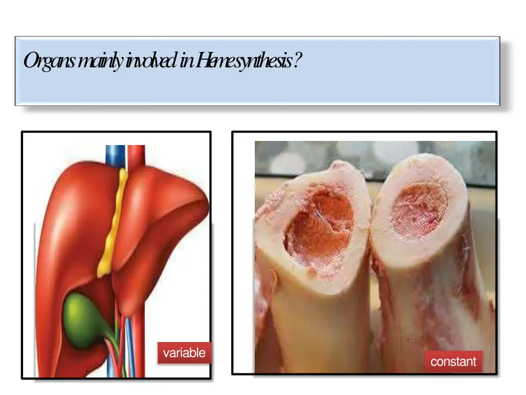 organs mainly involved in h e m esynthesis