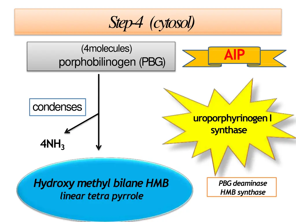 step 4 cytosol