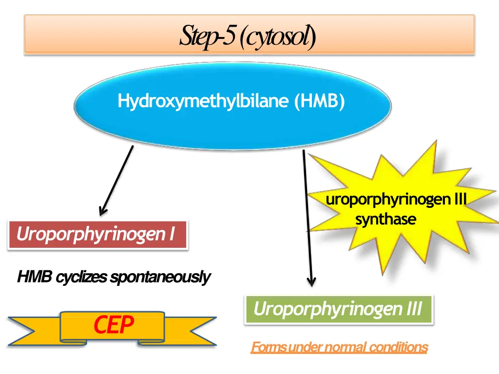 step 5 cytosol