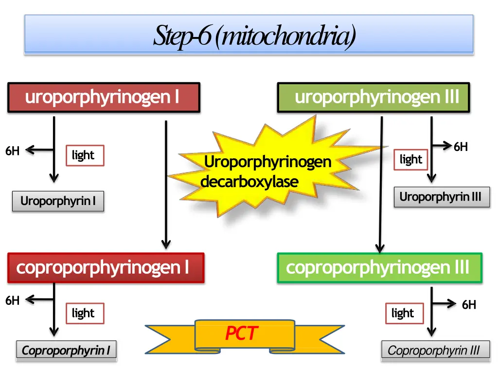 step 6 mitochondria