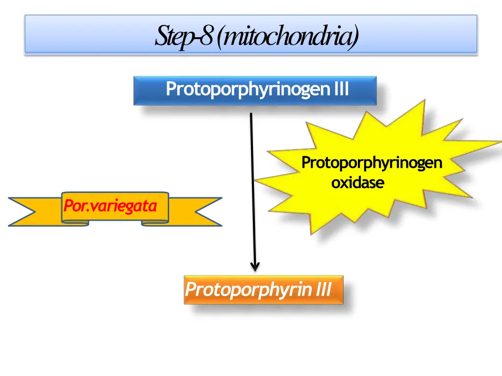 step 8 mitochondria