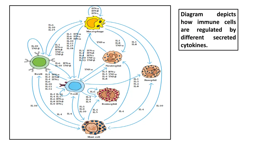 diagram how immune cells are regulated different