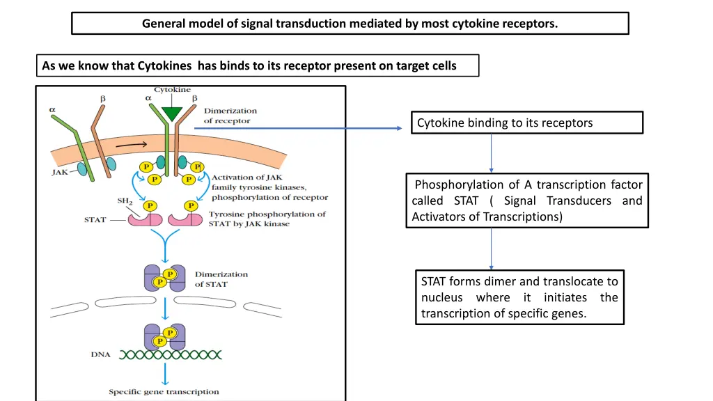 general model of signal transduction mediated