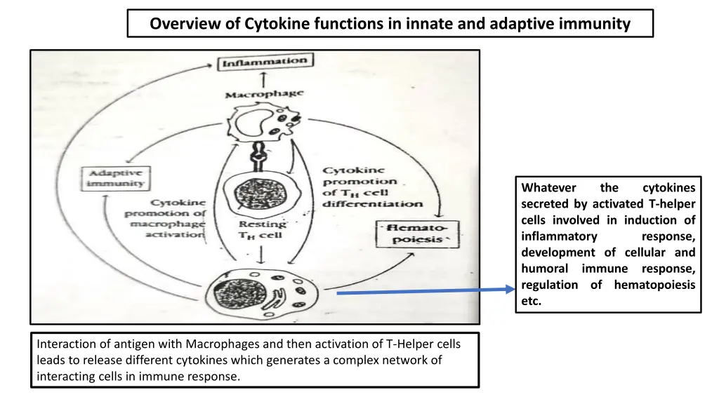 overview of cytokine functions in innate