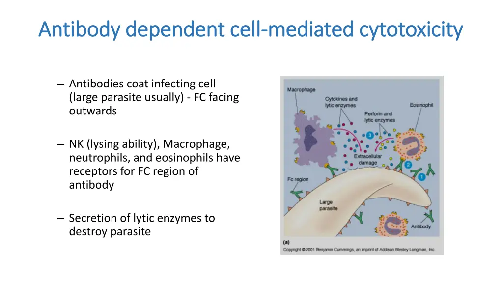 antibody dependent cell antibody dependent cell