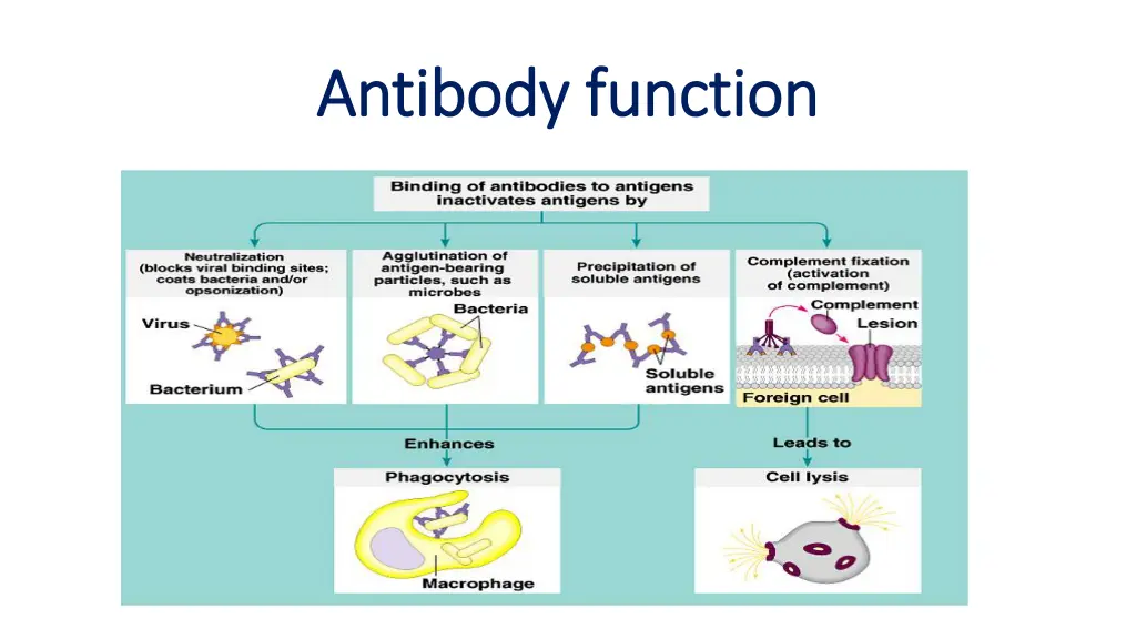 antibody function antibody function