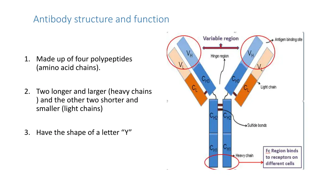 antibody structure and function