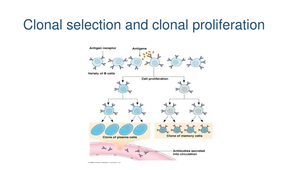 clonal selection and clonal proliferation