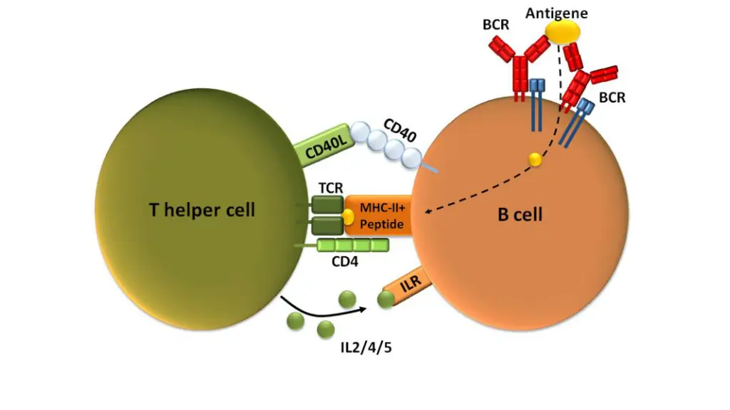 file t dependent b cell activation png