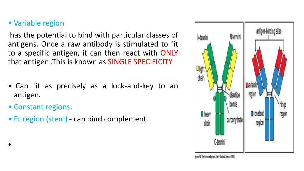 variable region has the potential to bind with