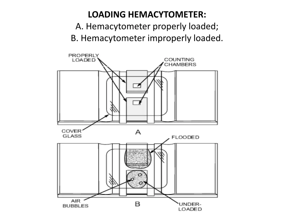 loading hemacytometer a hemacytometer properly