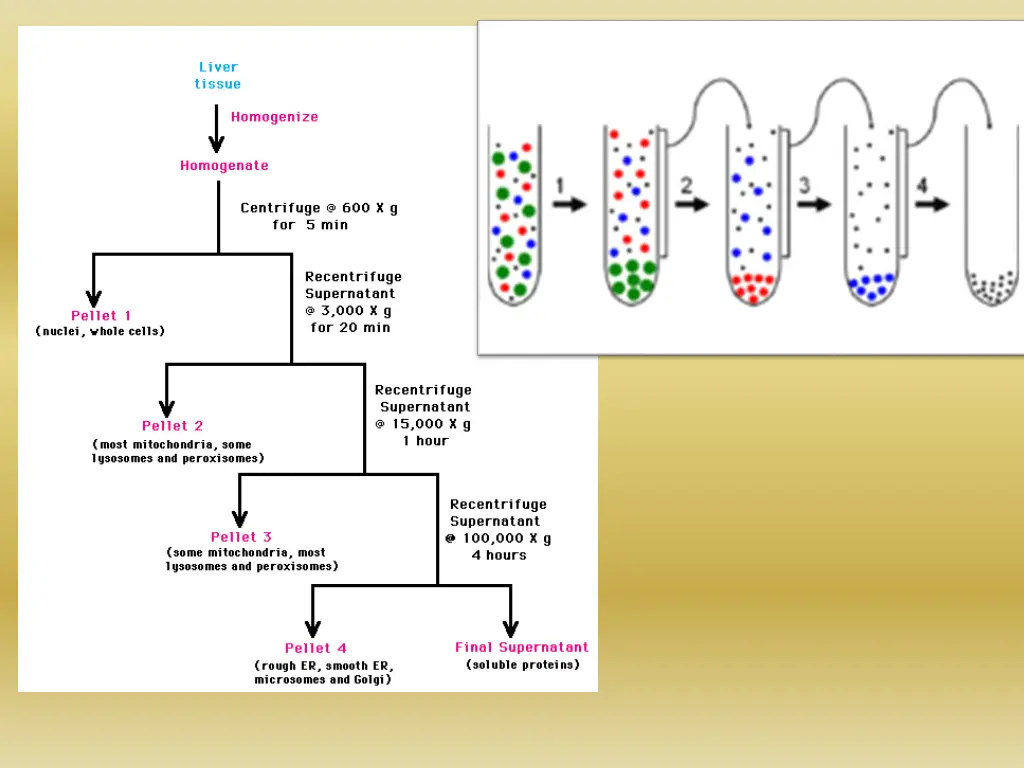 slide10