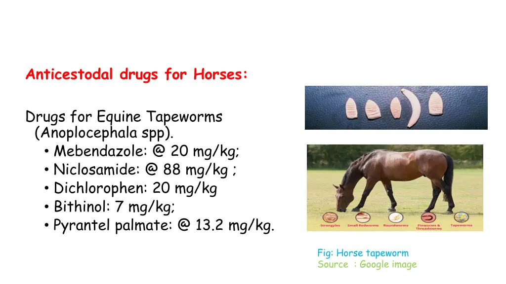 anticestodal drugs for horses