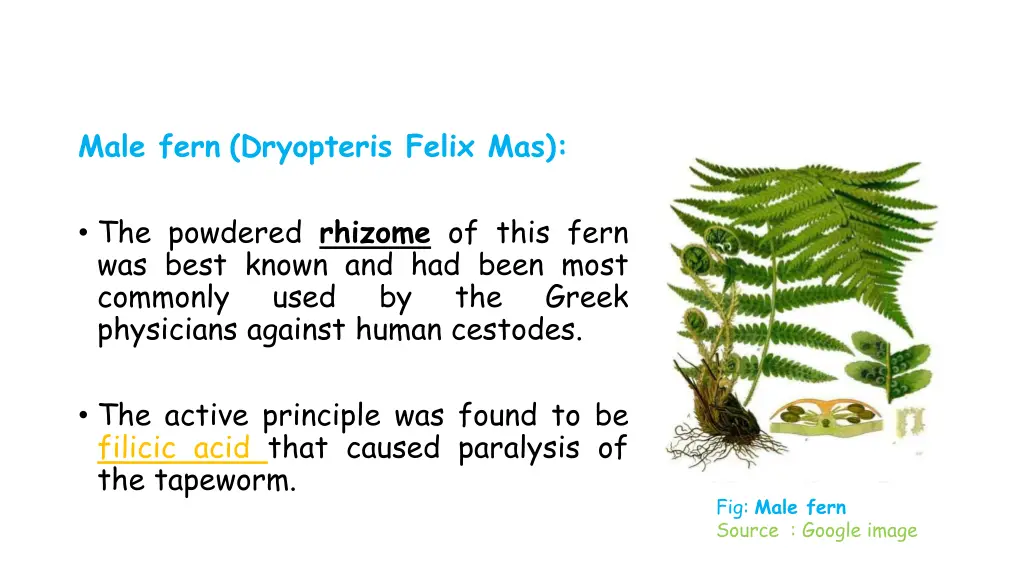 male fern dryopteris felix mas