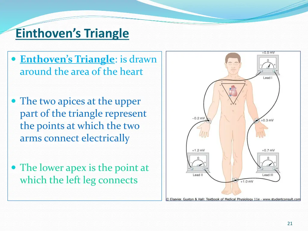 einthoven s triangle