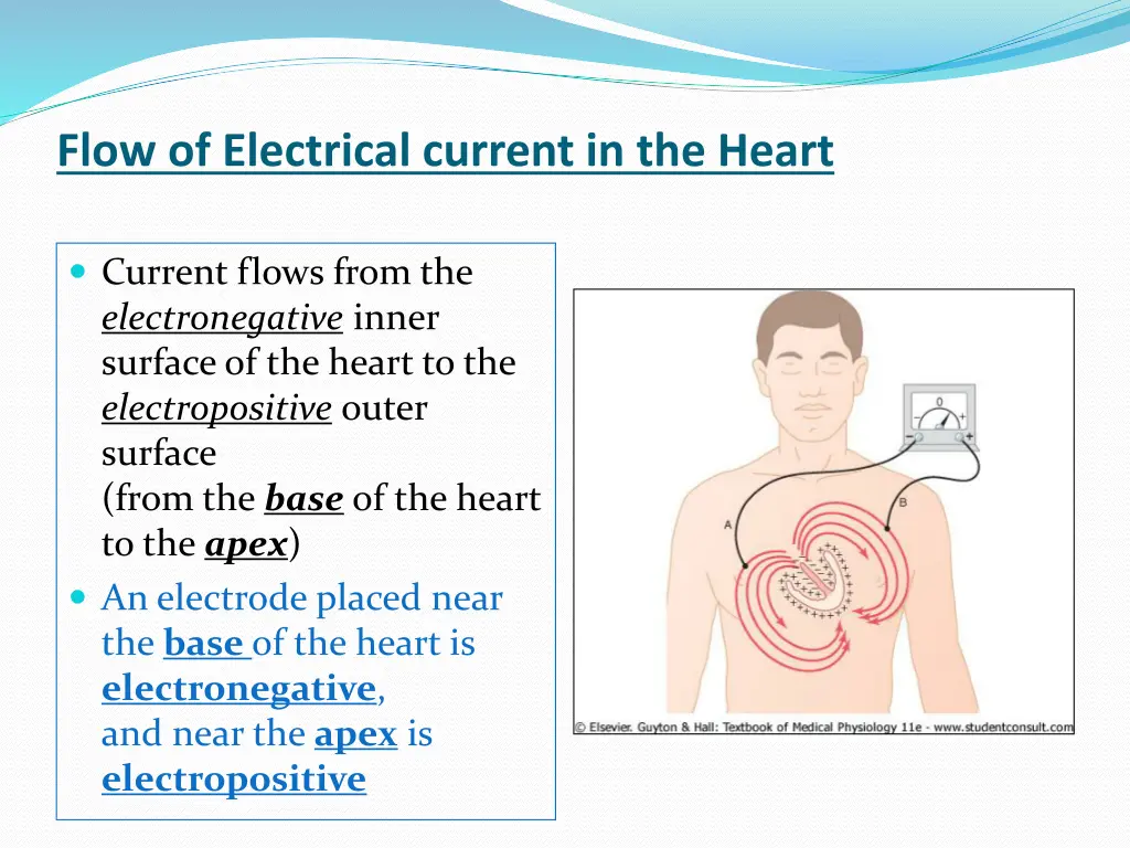 flow of electrical current in the heart 1