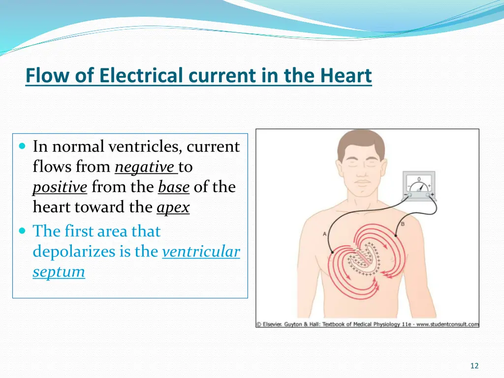 flow of electrical current in the heart