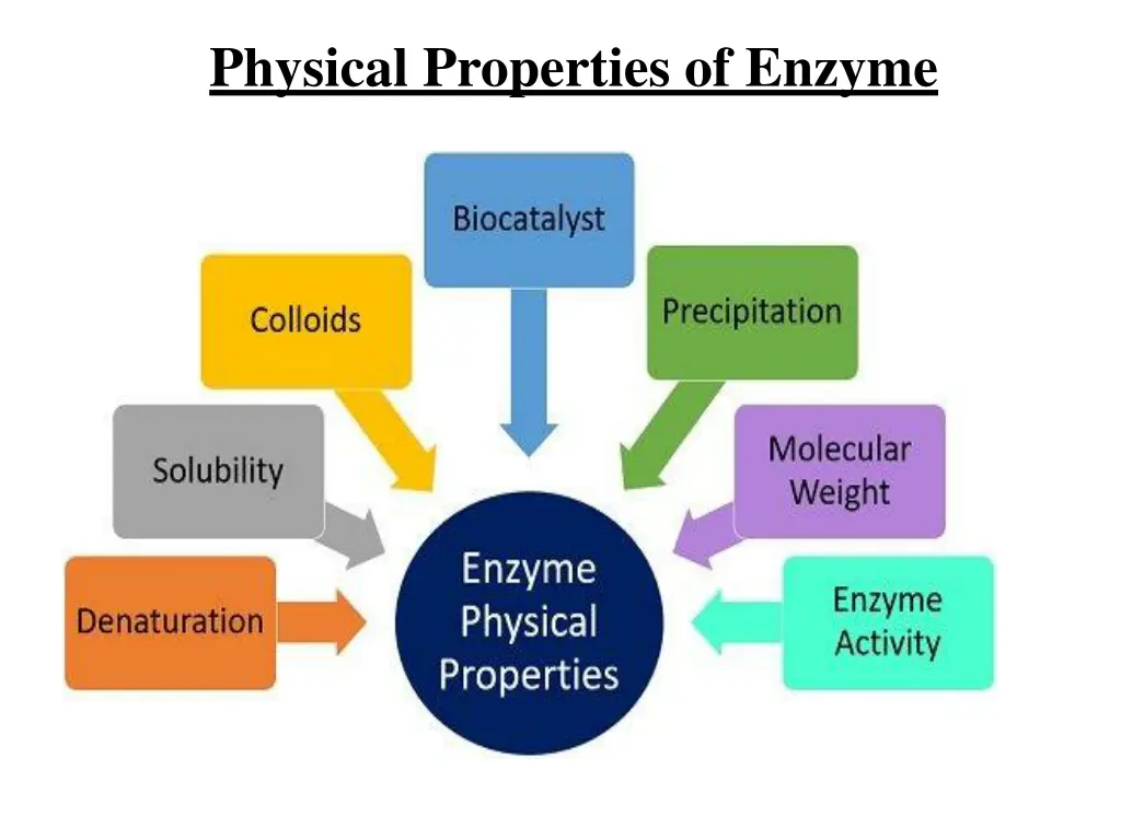 physical properties of enzyme