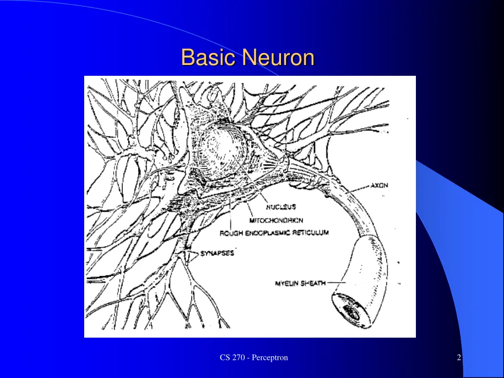 basic neuron