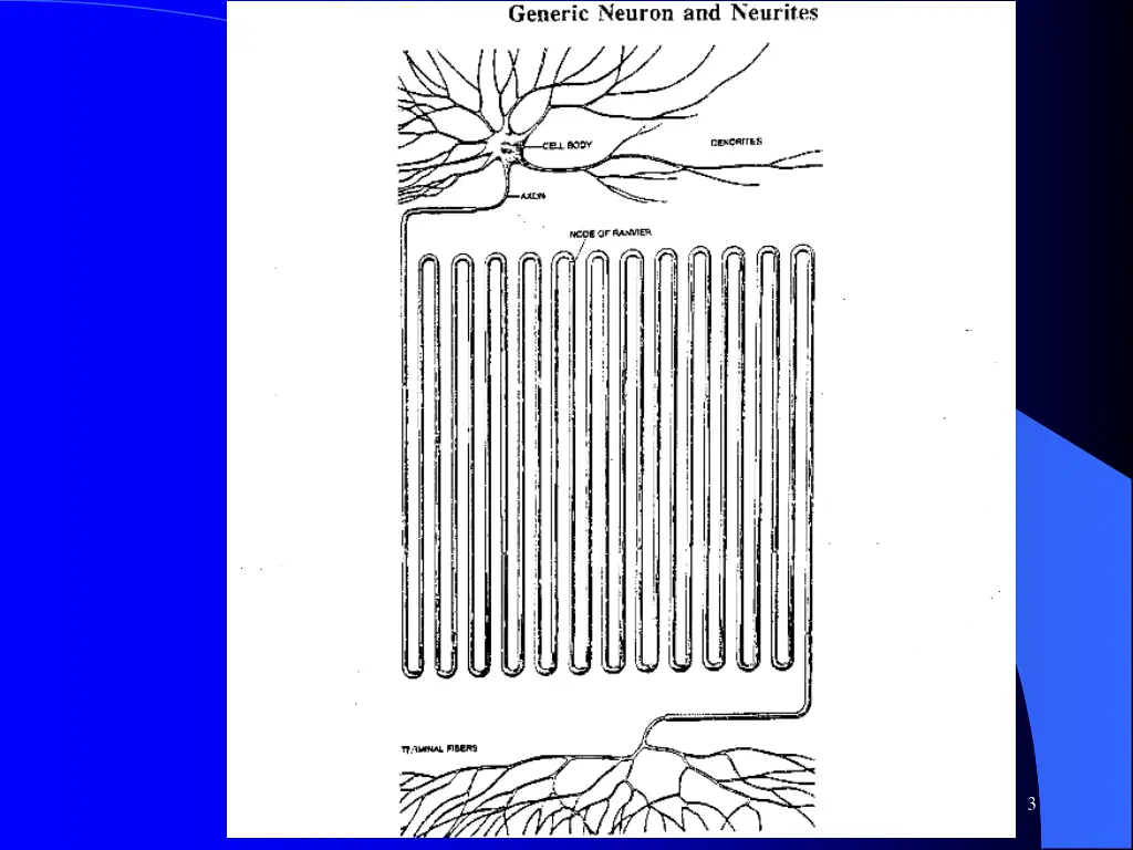 expanded neuron