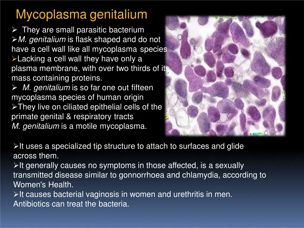 mycoplasma genitalium they are small parasitic