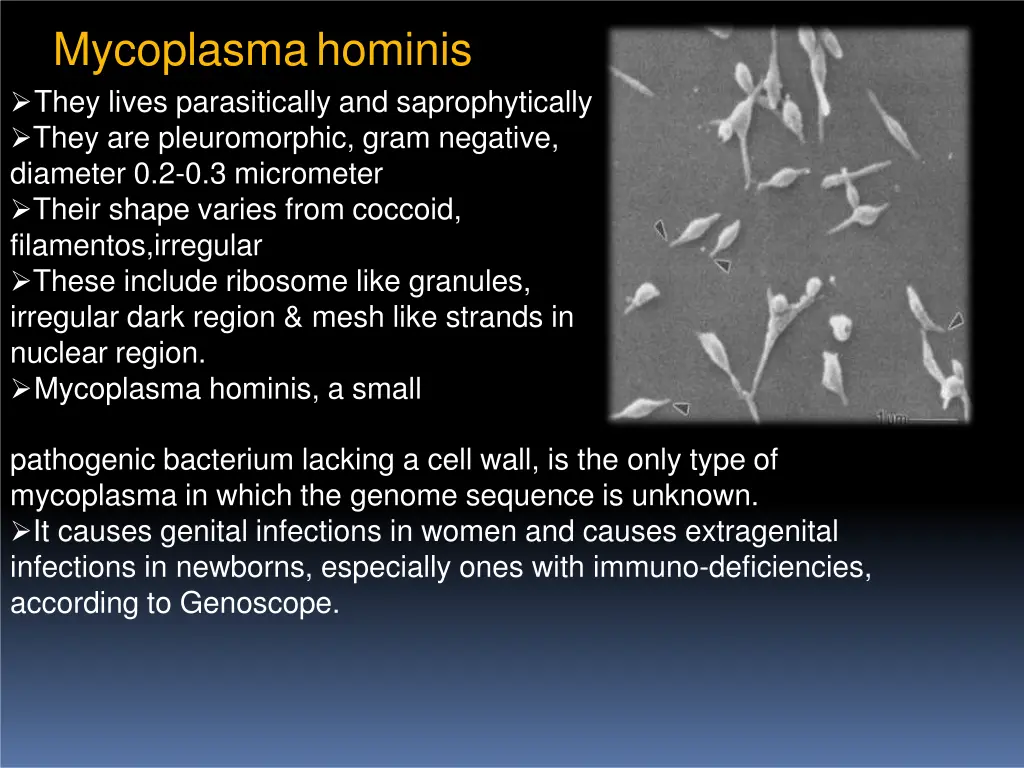 mycoplasmahominis they lives parasitically