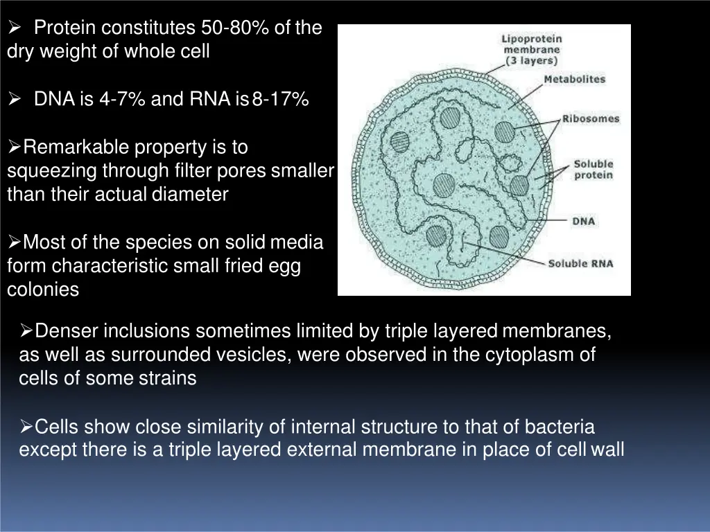 protein constitutes 50 80 of the dry weight