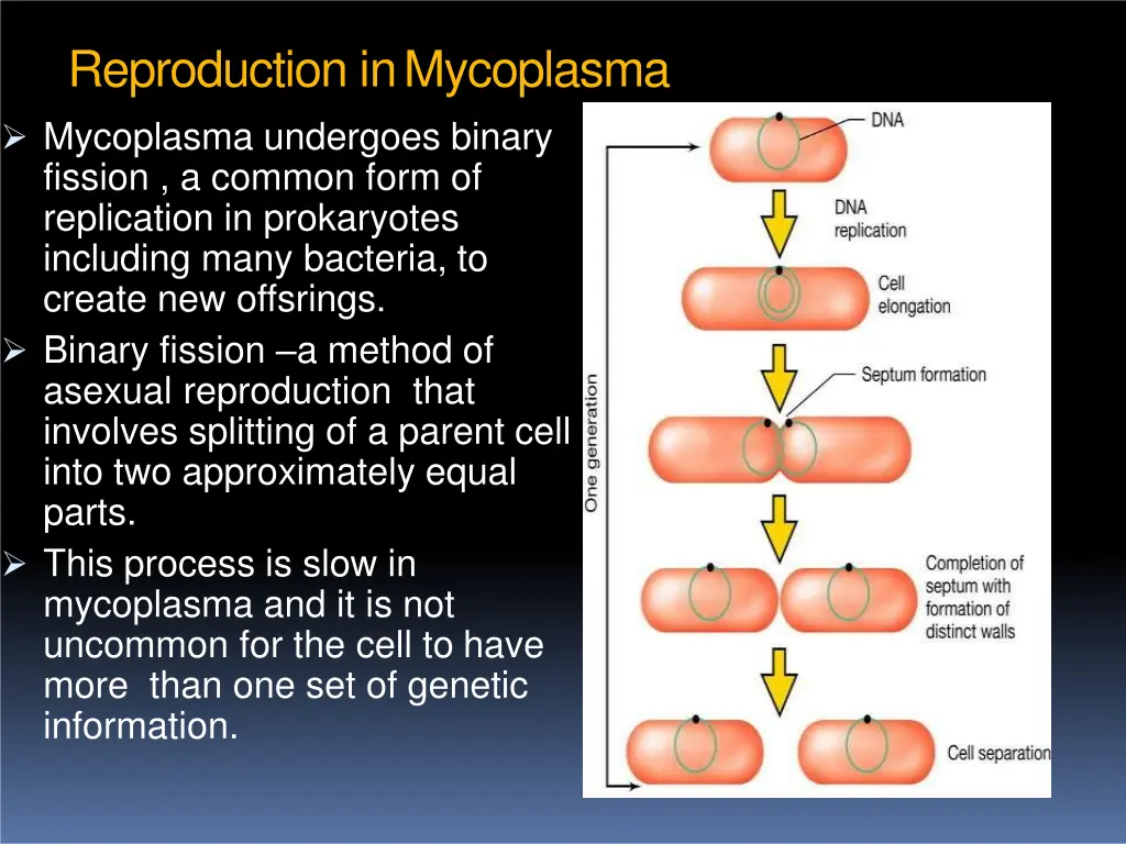 reproduction inmycoplasma mycoplasma undergoes