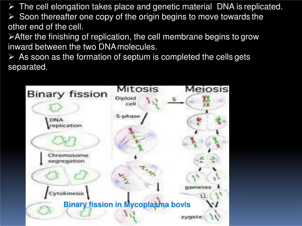 the cell elongation takes place and genetic