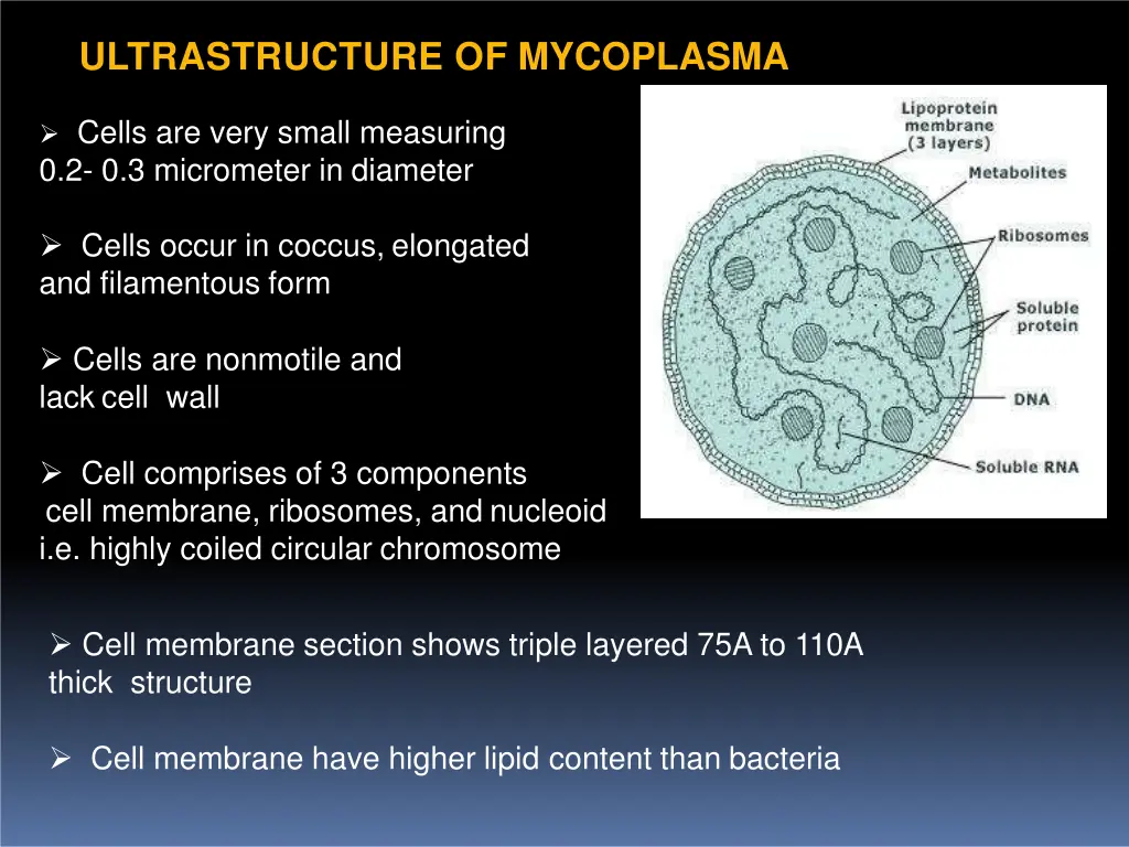 ultrastructure of mycoplasma