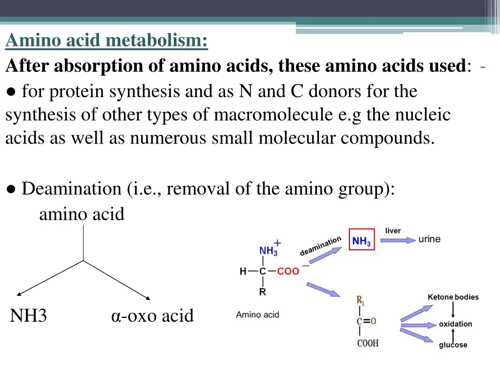 amino acid metabolism after absorption of amino