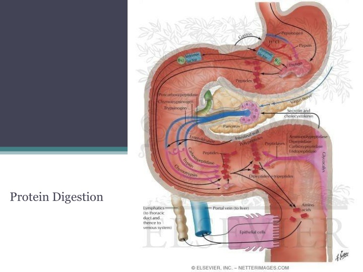 protein digestion