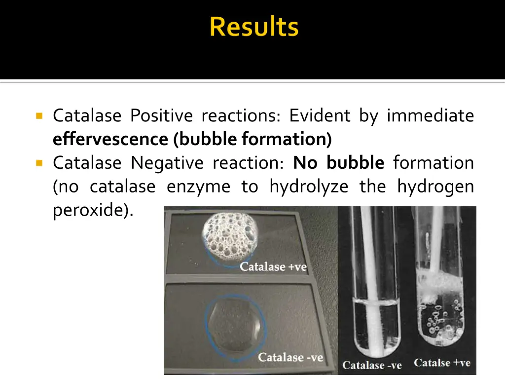 catalase positive reactions evident by immediate