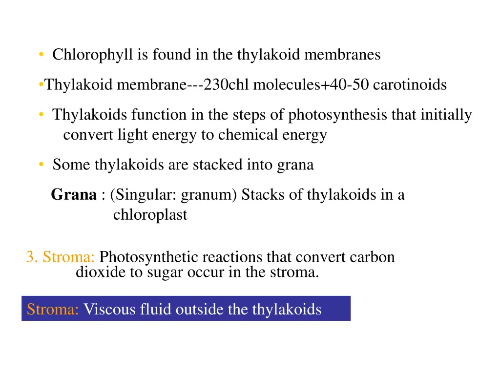 chlorophyll is found in the thylakoid membranes