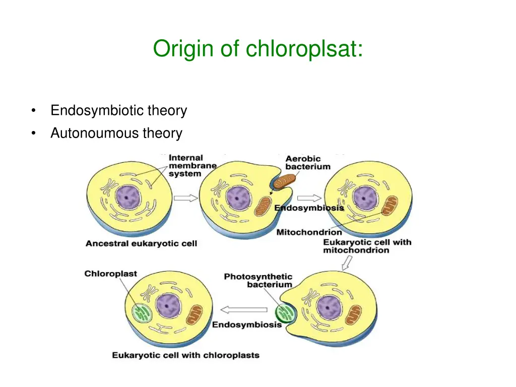 origin of chloroplsat