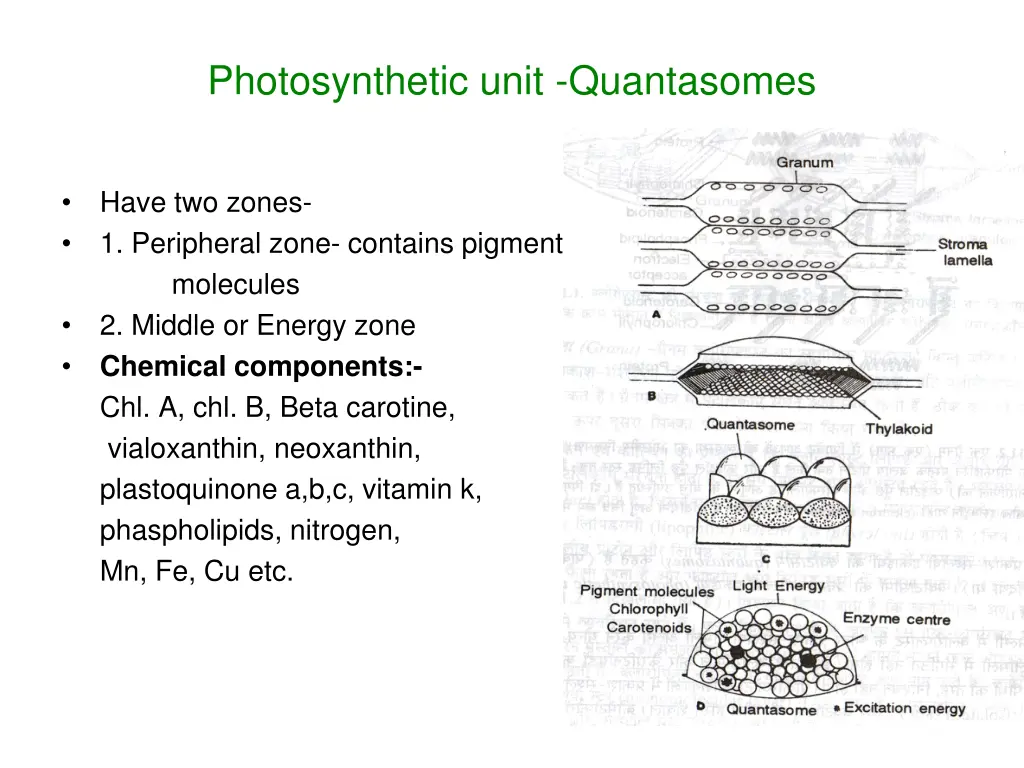 photosynthetic unit quantasomes