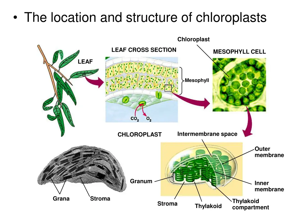 the location and structure of chloroplasts