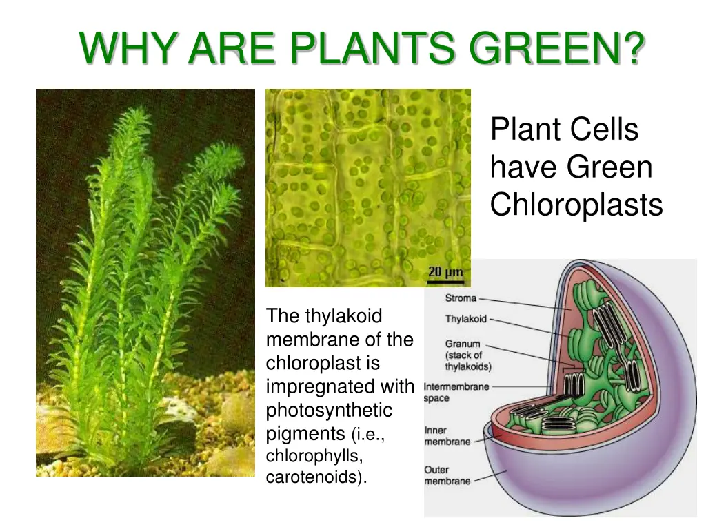 why are plants green 1