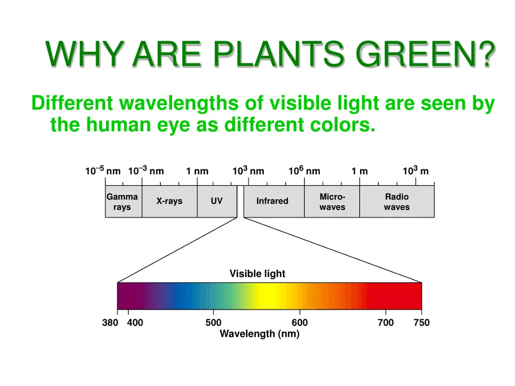 why are plants green