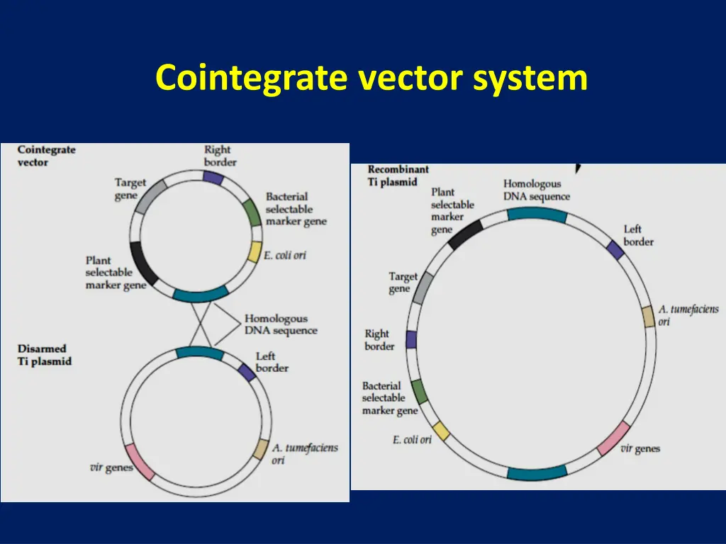 cointegrate vector system 1