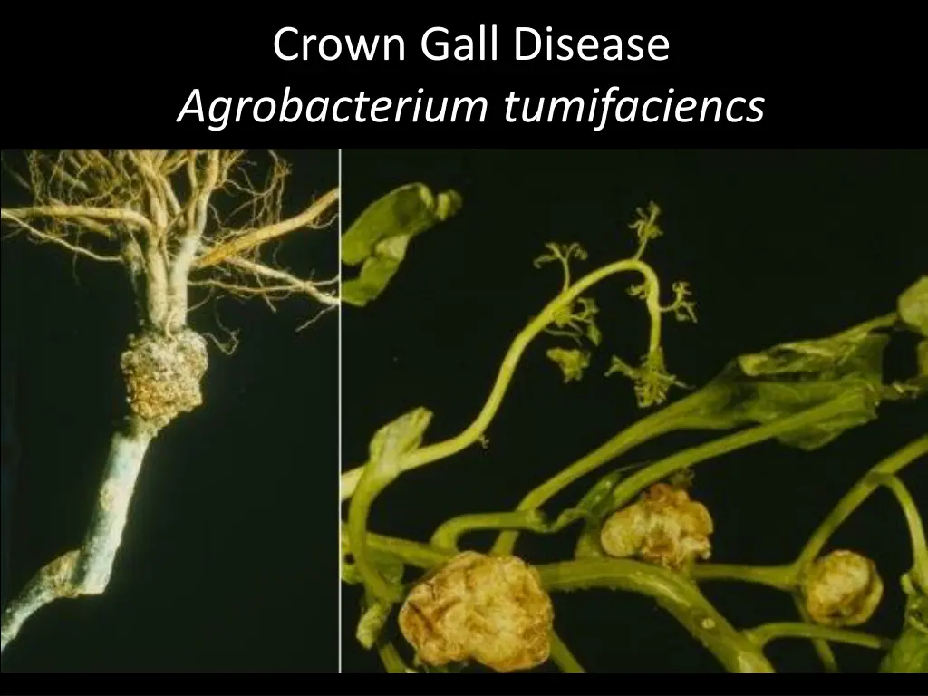 crown gall disease agrobacterium tumifaciencs