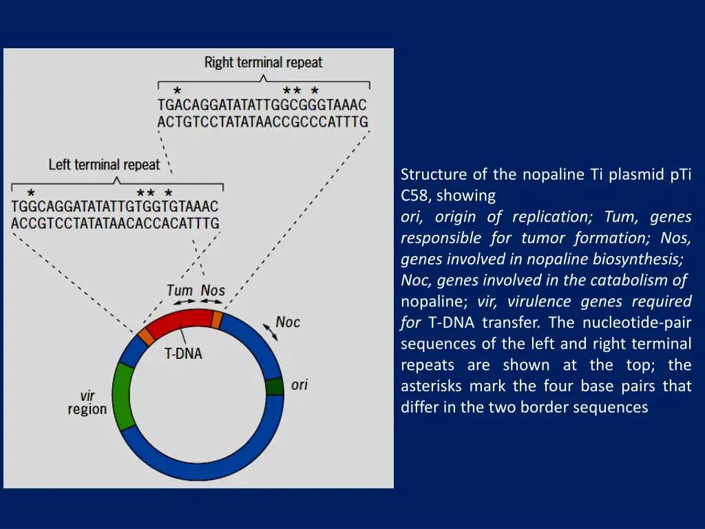 structure of the nopaline ti plasmid