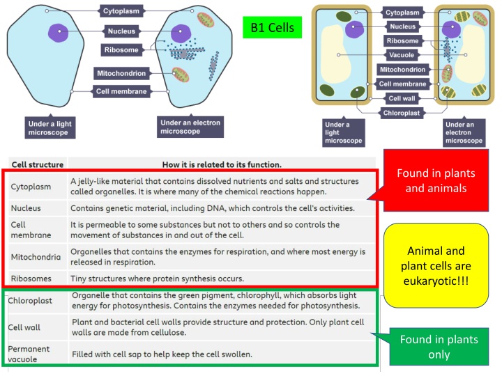 b1 cells