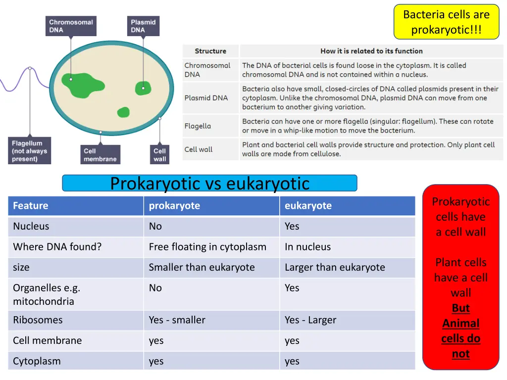 bacteria cells are prokaryotic