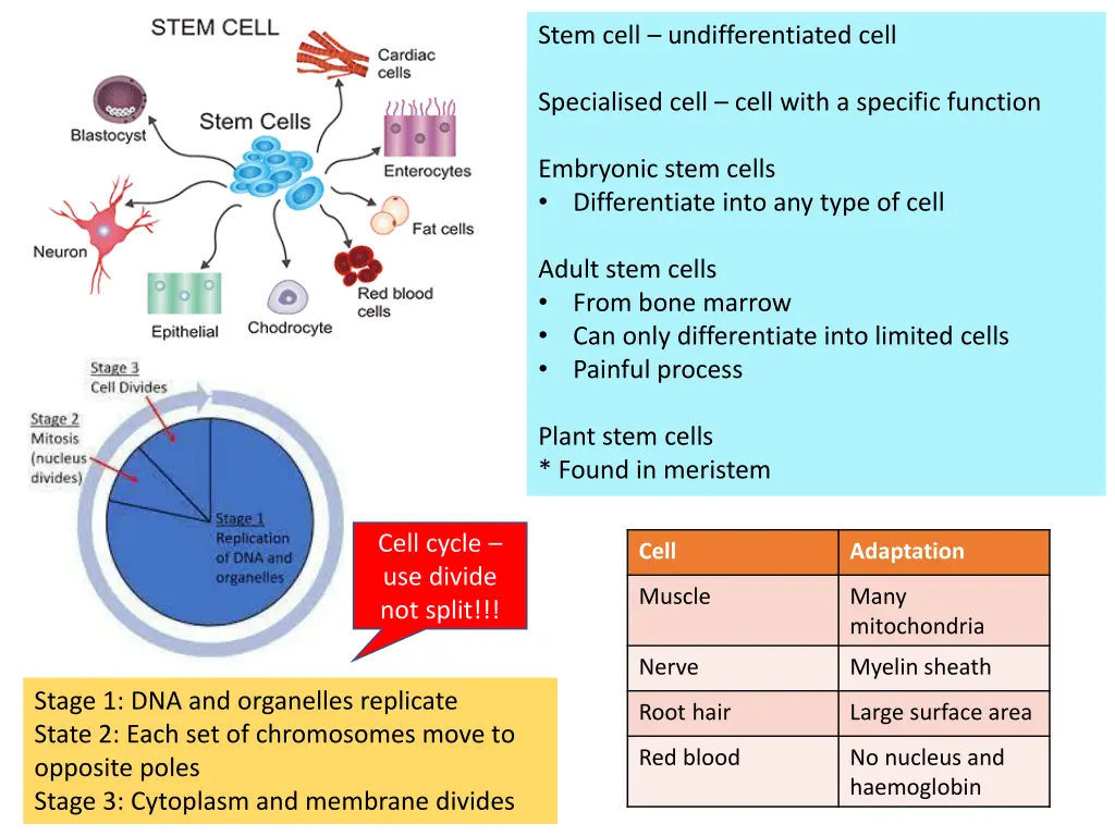 stem cell undifferentiated cell